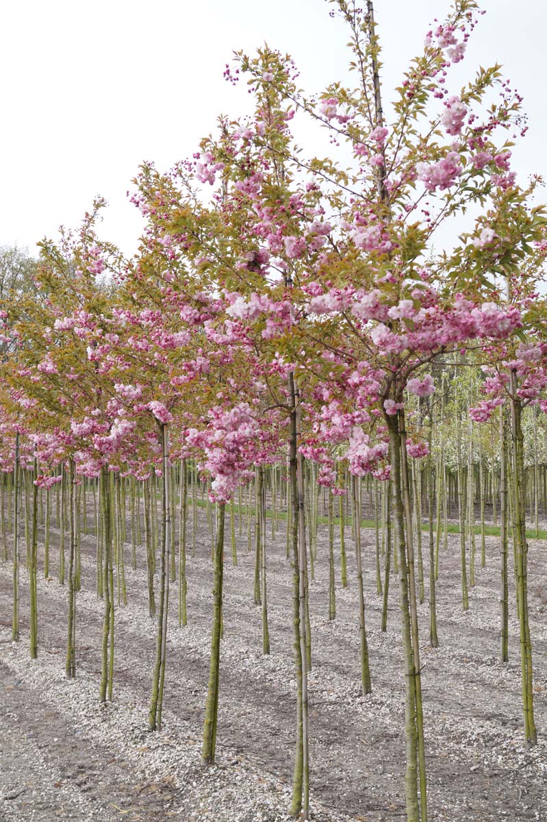 Prunus serrulata 'Pink Perfection' op stam op stam