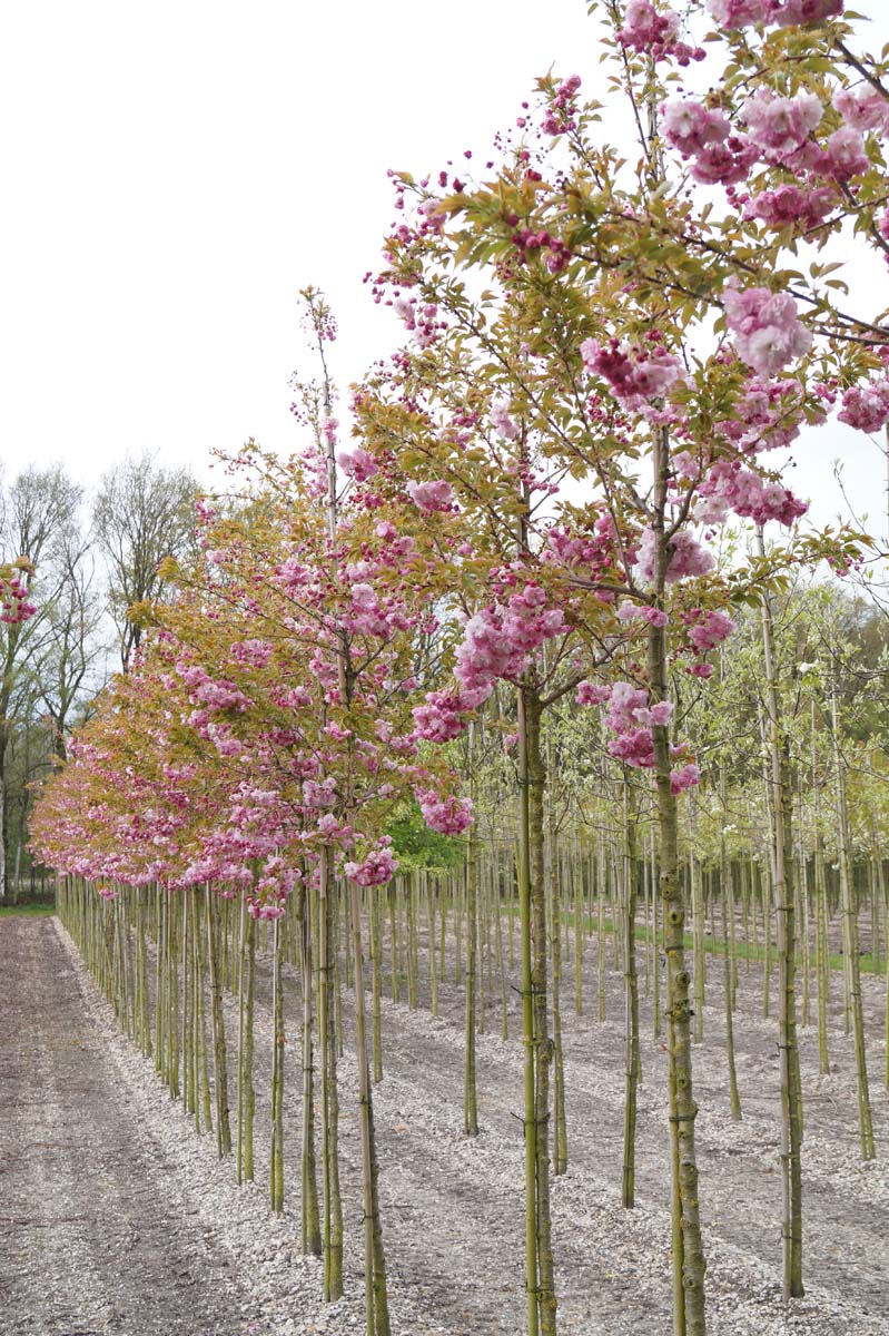 Prunus serrulata 'Pink Perfection' op stam op stam