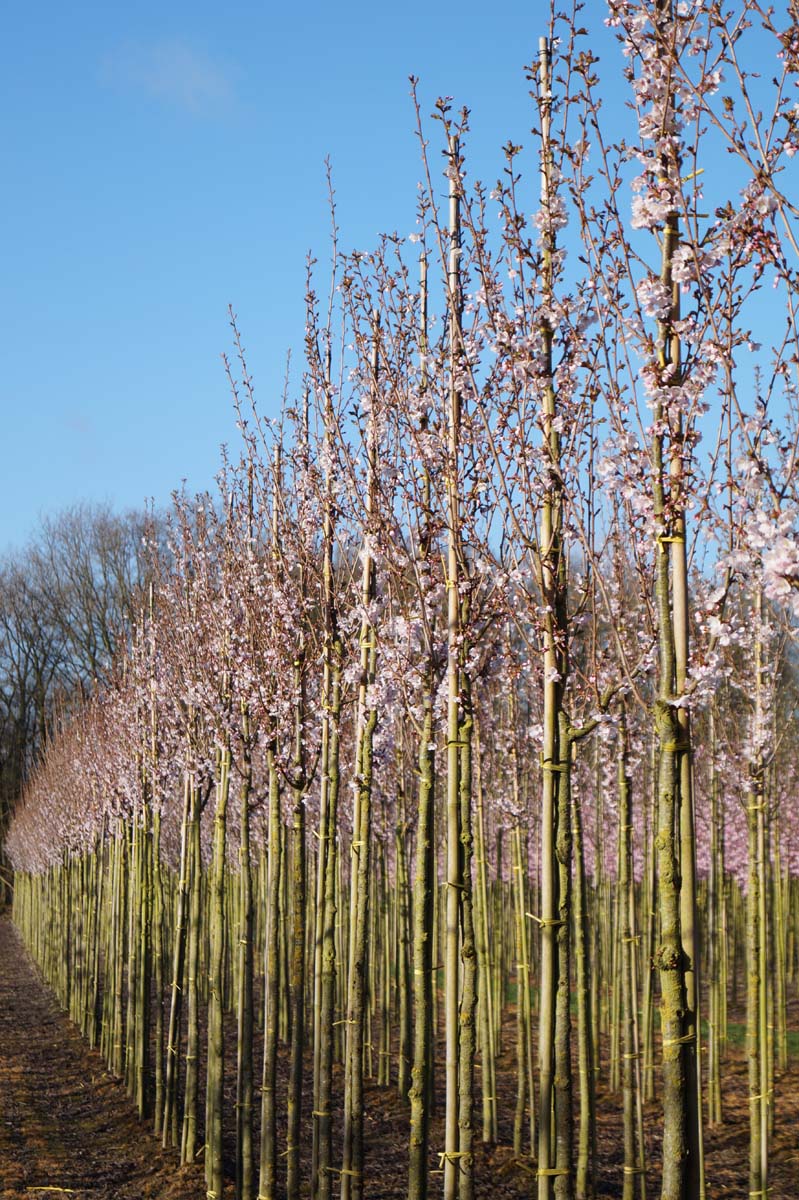 Prunus 'Spire' op stam op stam