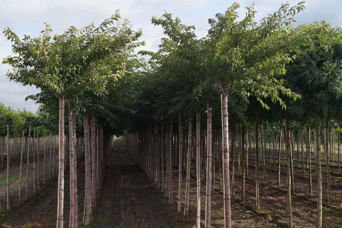 Prunus subhirtella 'Autumnalis' op stam op stam