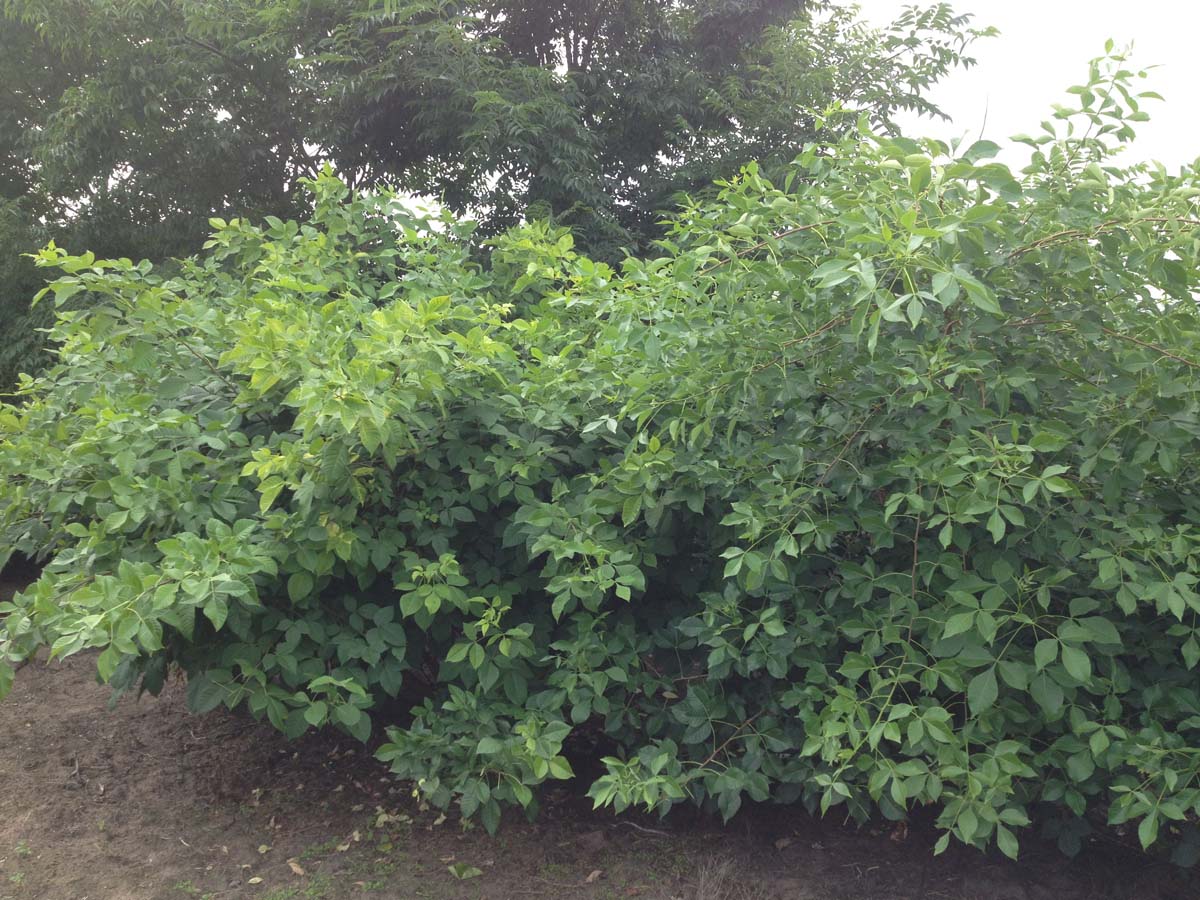 Ptelea trifoliata meerstammig / struik meerstammig