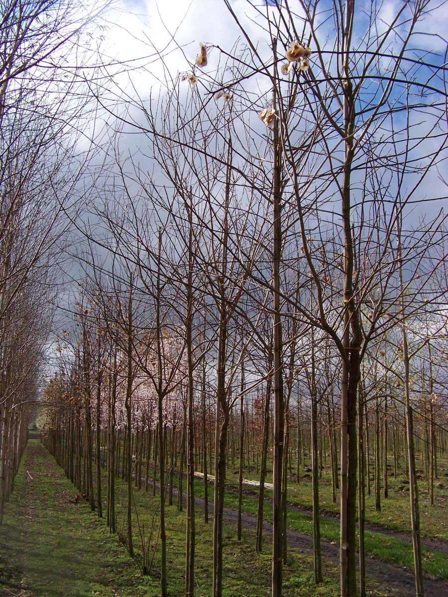 Ptelea trifoliata op stam op stam