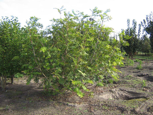 Pterocarya stenoptera meerstammig / struik meerstammig