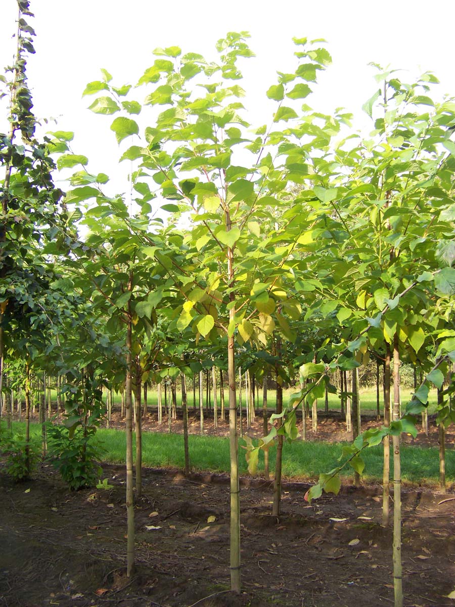 Pterostyrax hispida op stam op stam