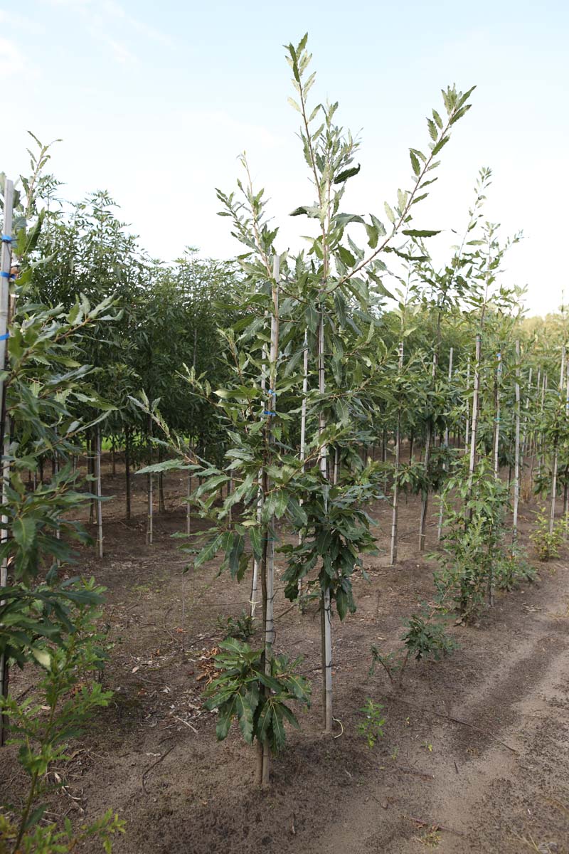 Quercus castaneifolia 'Green Spire' op stam op stam