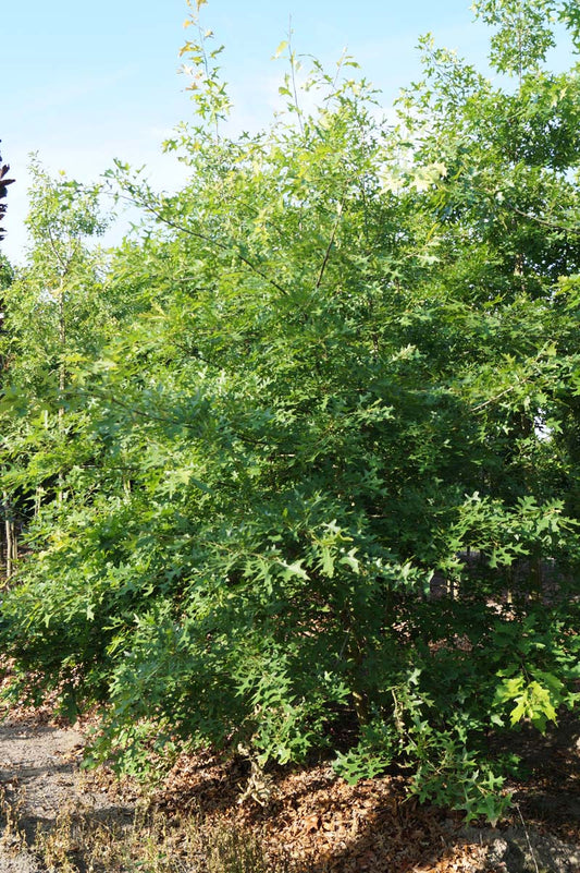 Quercus coccinea 'Splendens' meerstammig / struik meerstammig