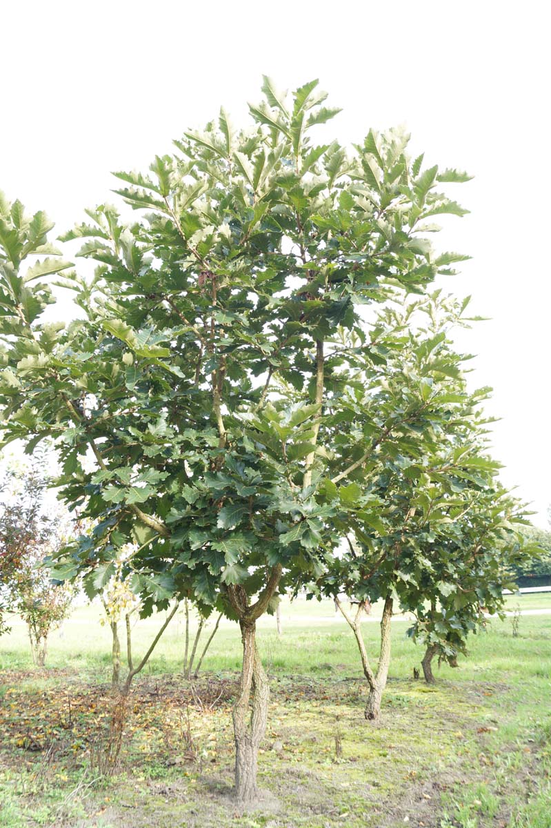 Quercus dentata 'Carl Ferris Miller' meerstammig / struik meerstammig