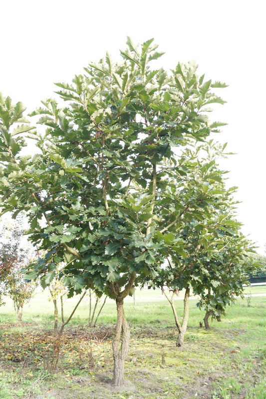 Quercus dentata 'Carl Ferris Miller' meerstammig / struik meerstammig