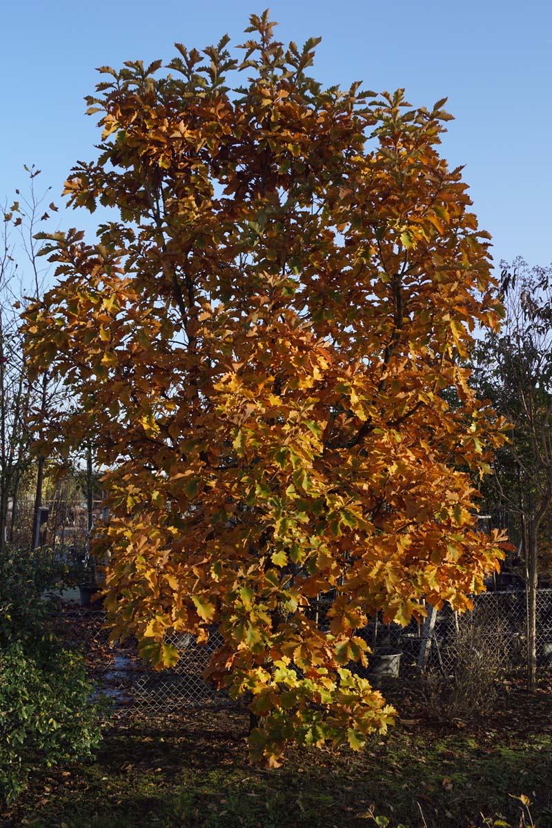 Quercus dentata 'Carl Ferris Miller' solitair solitair