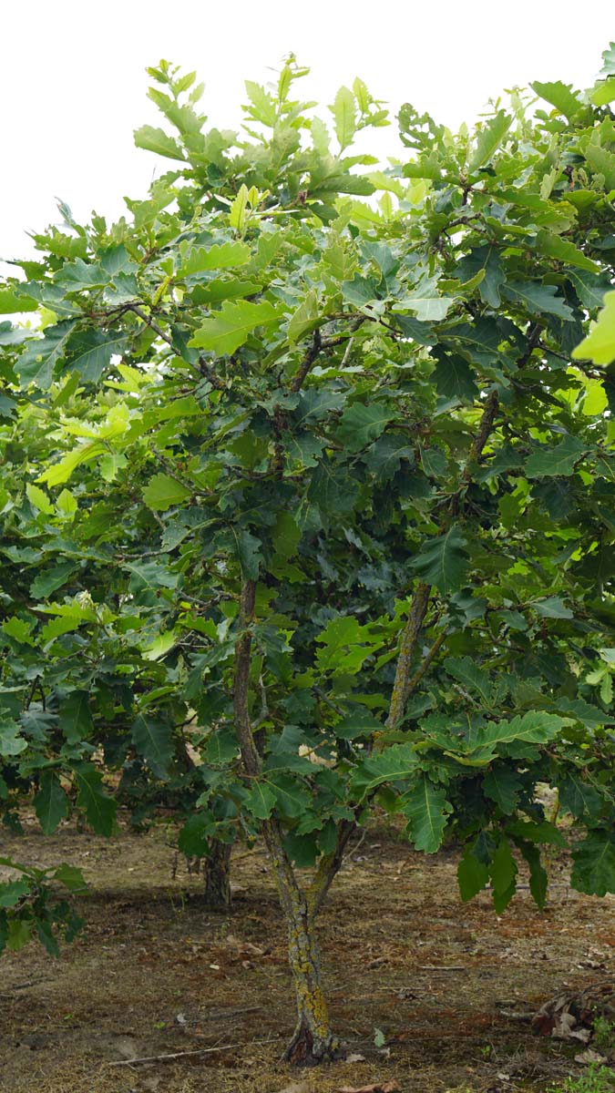 Quercus dentata 'Sir Harold Hillier' solitair solitair
