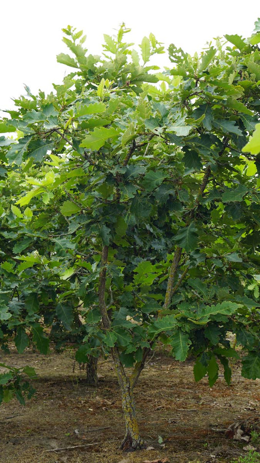 Quercus dentata 'Sir Harold Hillier' solitair solitair