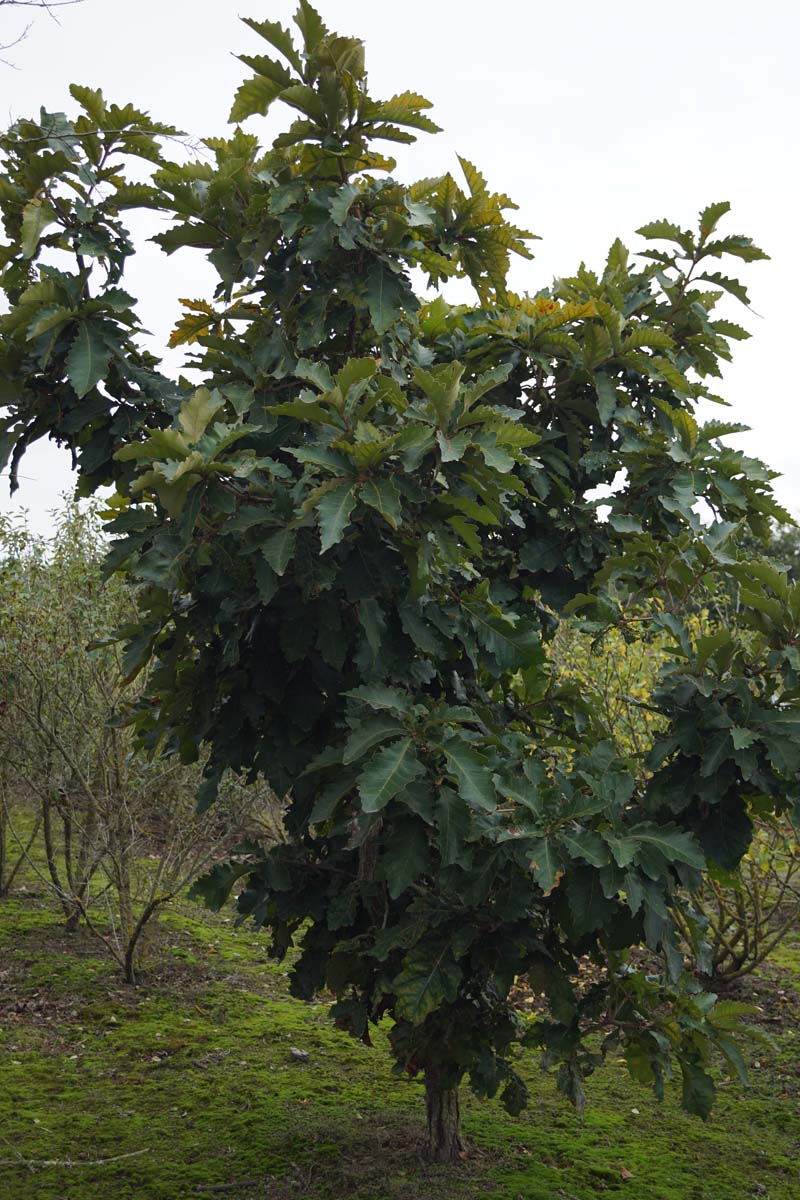 Quercus dentata 'Sir Harold Hillier' solitair solitair