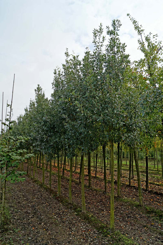 Quercus ilex op stam op stam