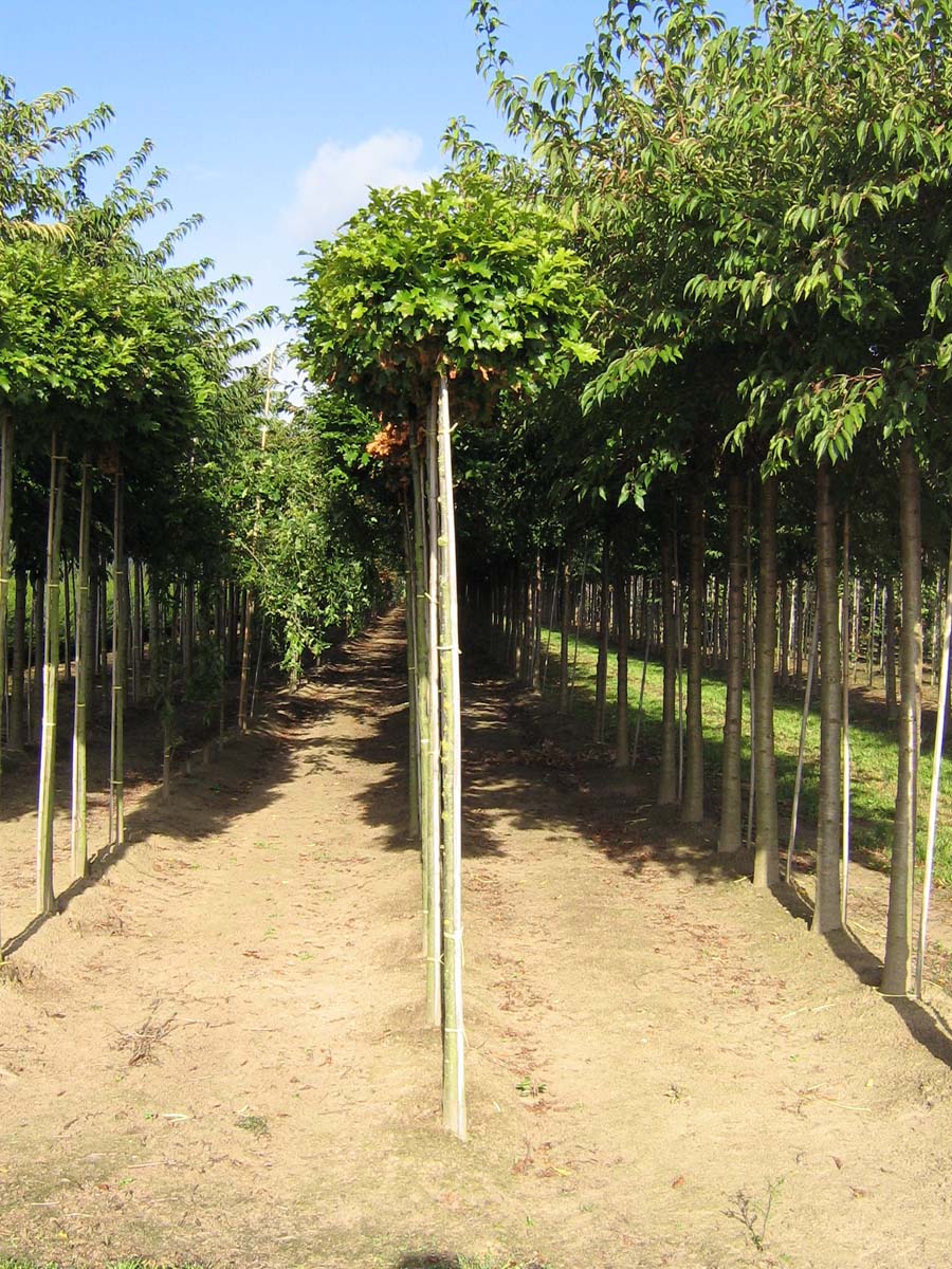 Quercus palustris 'Green Dwarf' op stam op stam