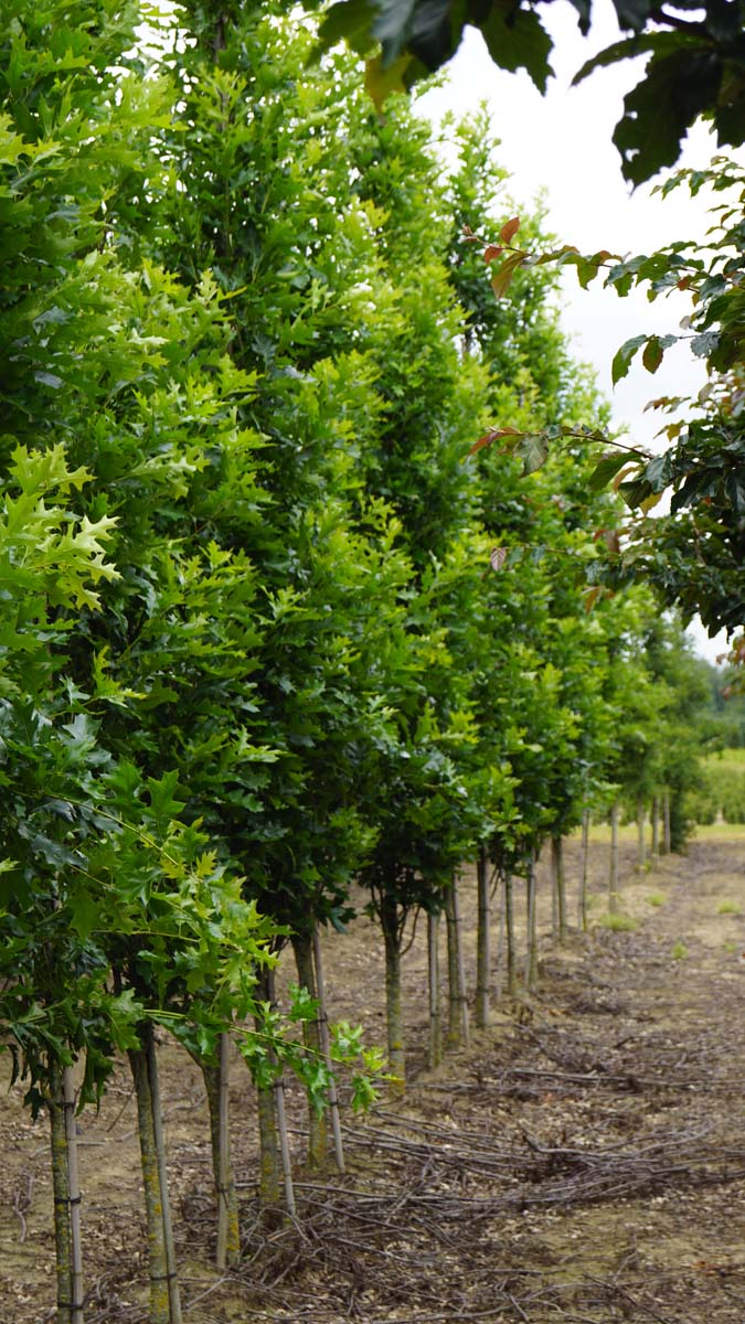 Quercus palustris 'Pringreen' op stam op stam