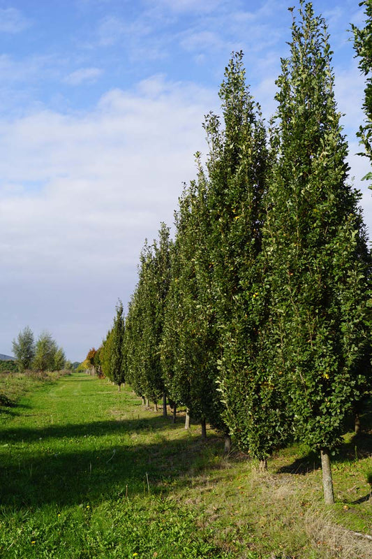 Quercus robur 'Fastigiate Koster' op stam geveerd