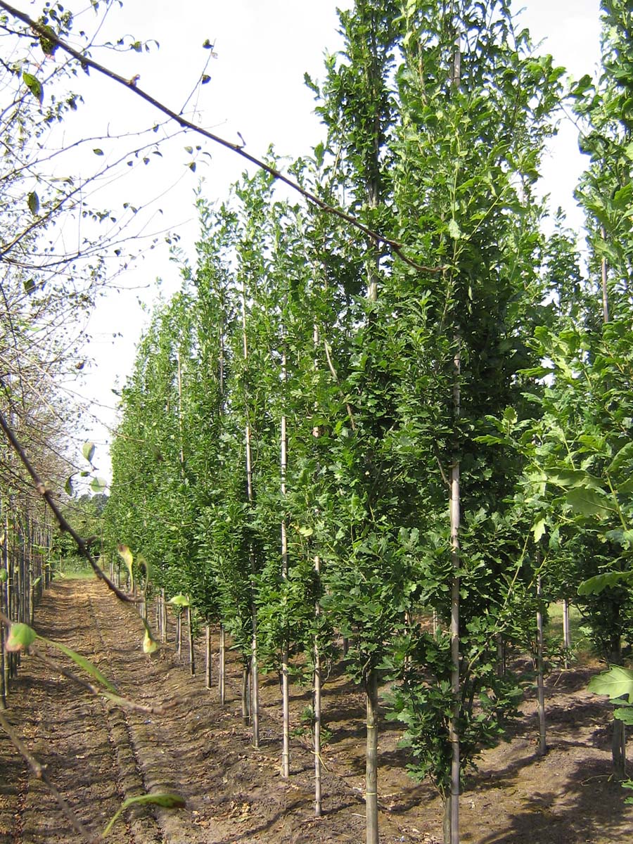 Quercus robur 'Fastigiate Koster' op stam geveerd
