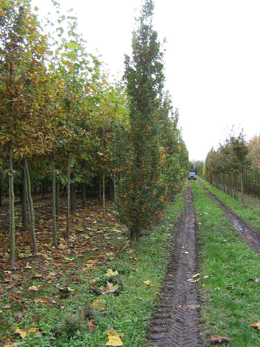 Quercus robur 'Fastigiate Koster' op stam geveerd