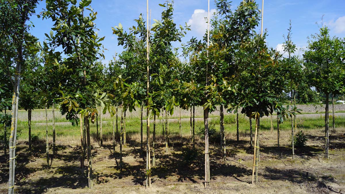Quercus vilmoriniana 'Limburg' op stam op stam