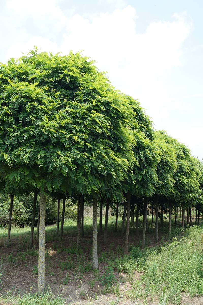 Robinia pseudoacacia 'Umbraculifera' op stam op stam