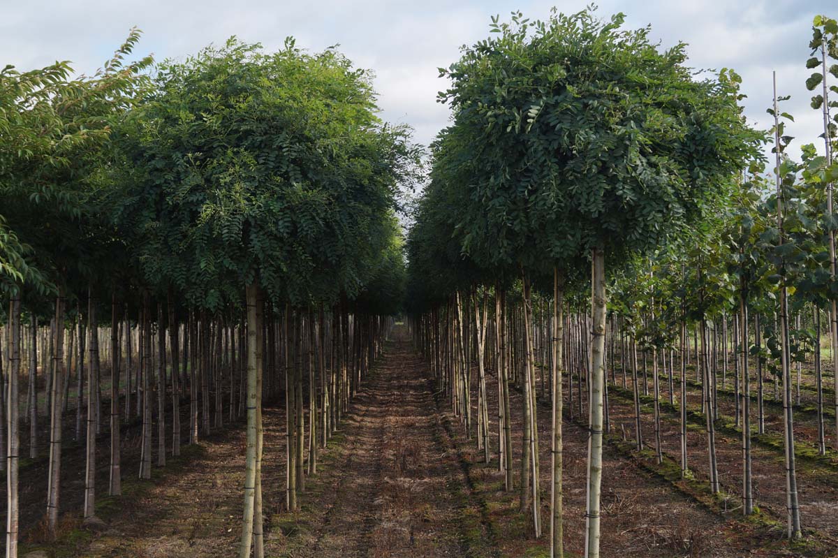 Robinia pseudoacacia 'Umbraculifera' op stam op stam