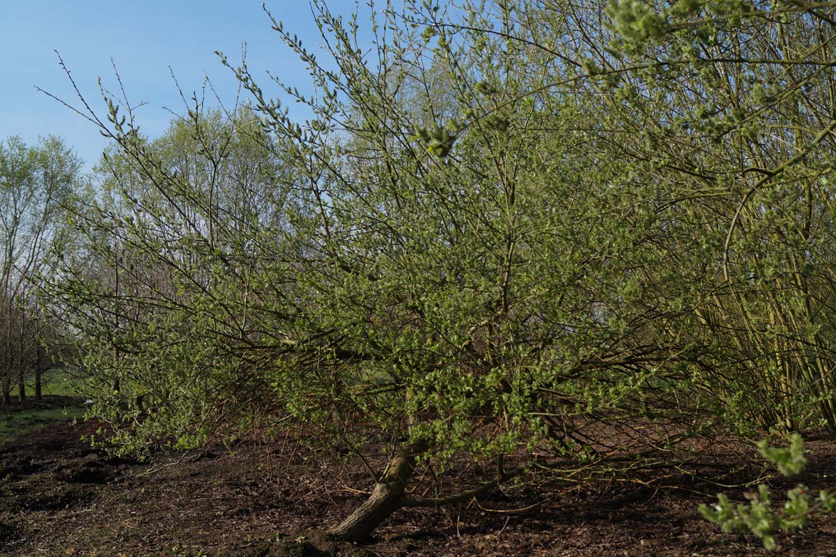 Salix caprea meerstammig / struik meerstammig