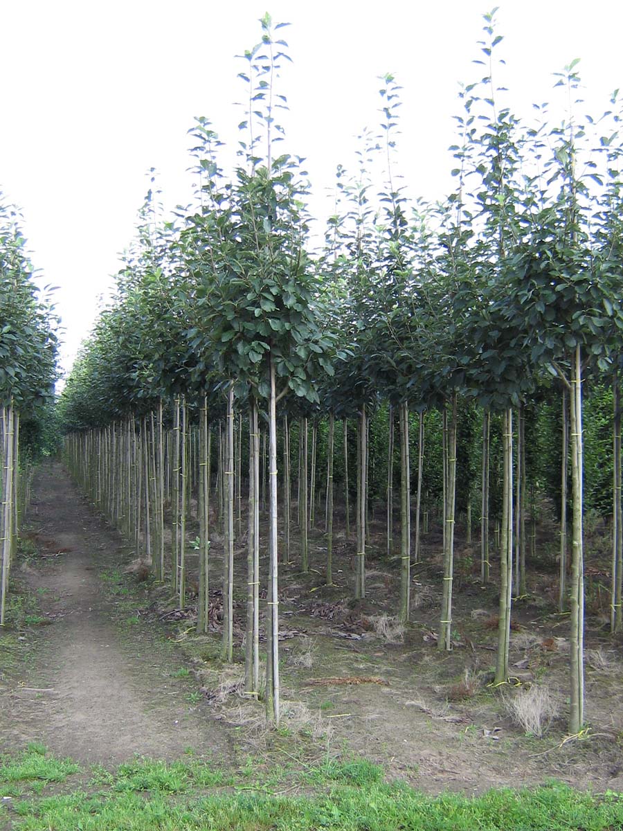 Sorbus latifolia 'Henk Vink' op stam op stam