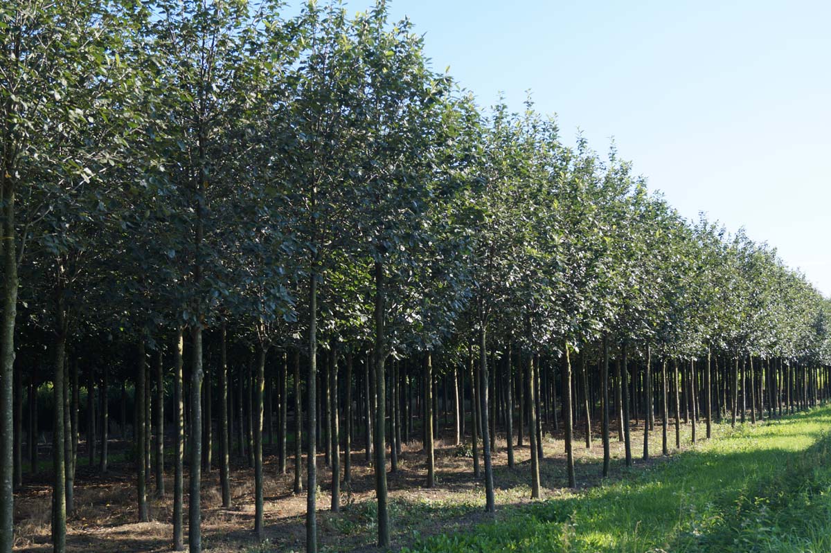 Sorbus latifolia 'Henk Vink' op stam op stam