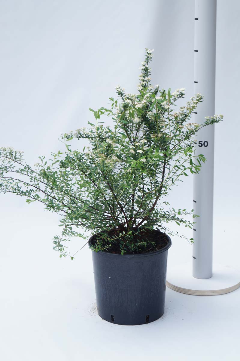 Spiraea arguta Tuinplanten struik