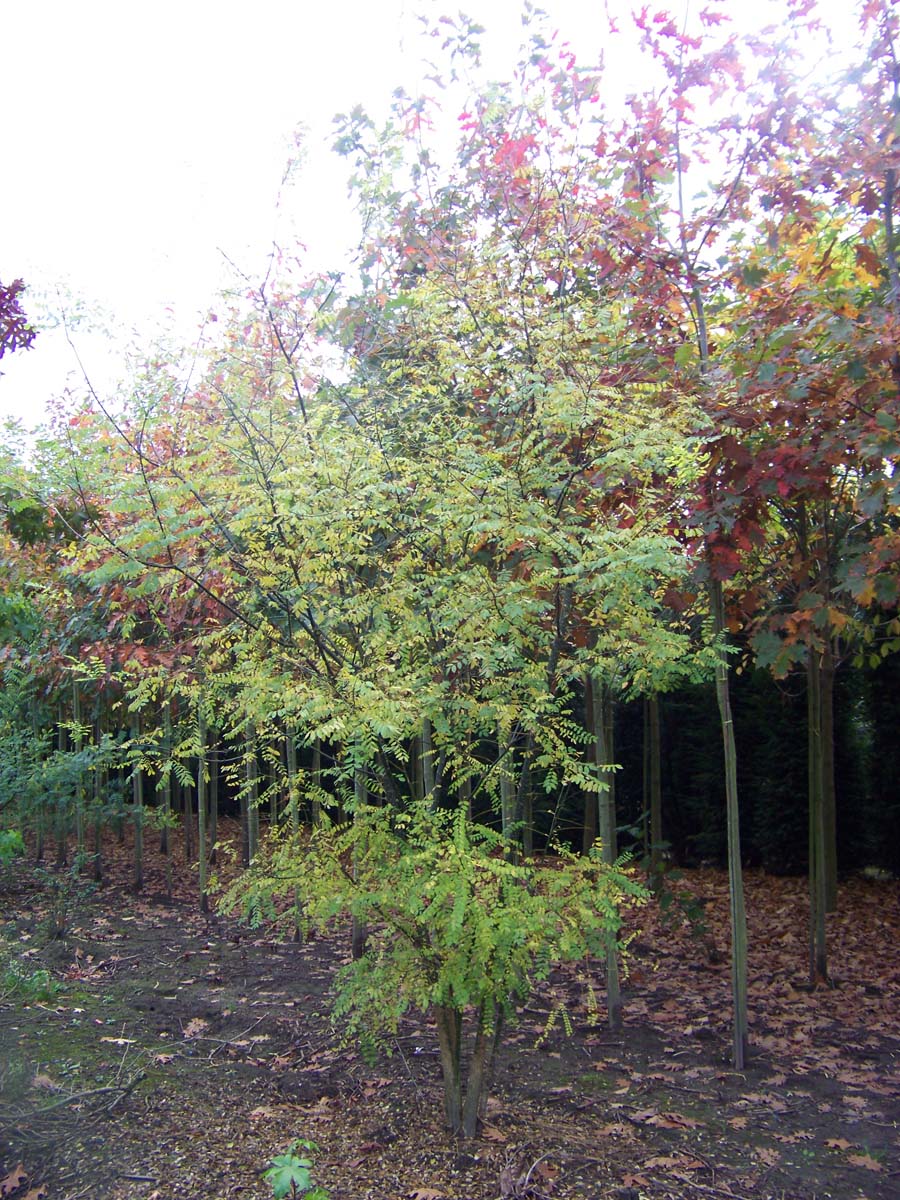 Styphnolobium japonicum meerstammig / struik struik