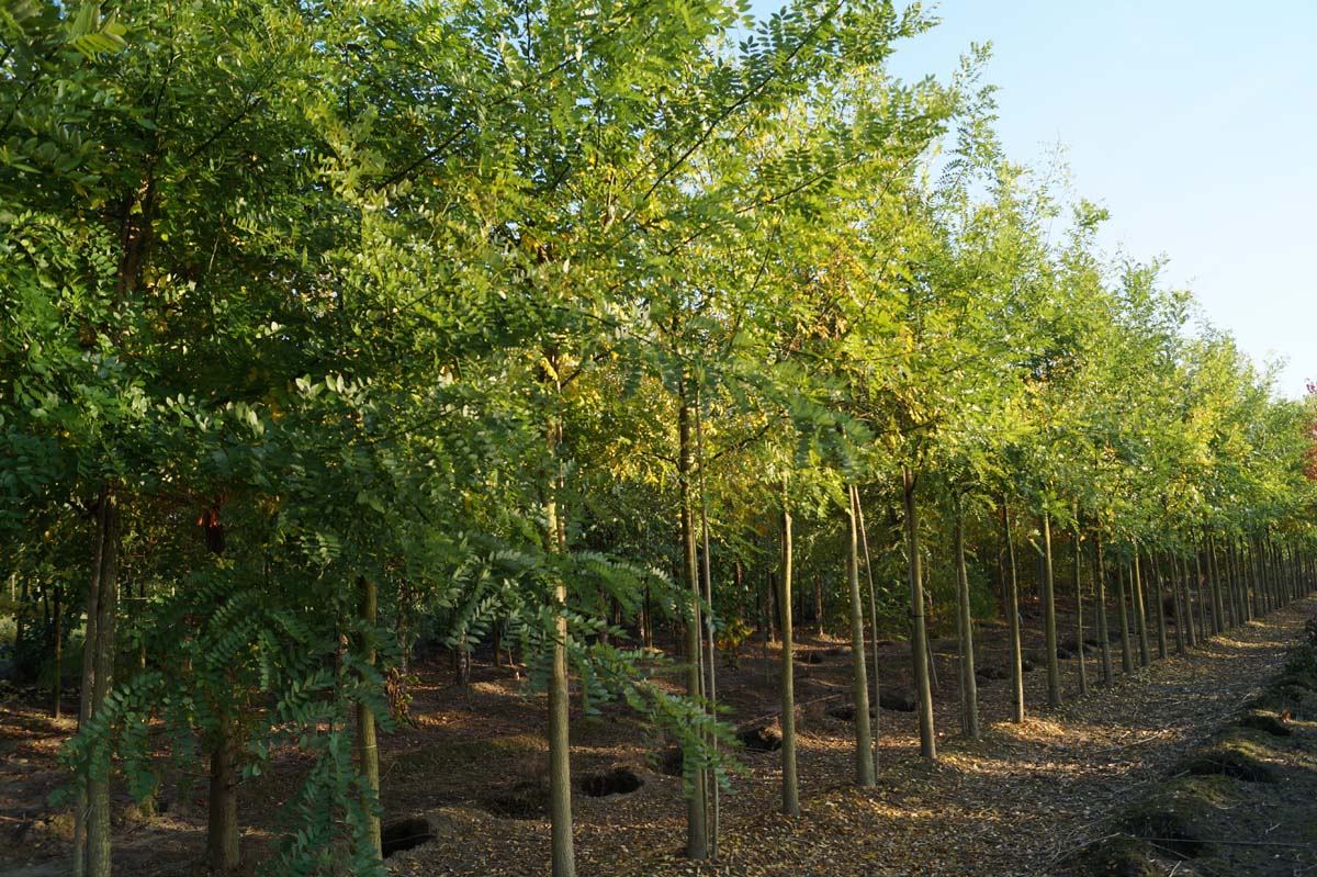 Styphnolobium japonicum op stam op stam