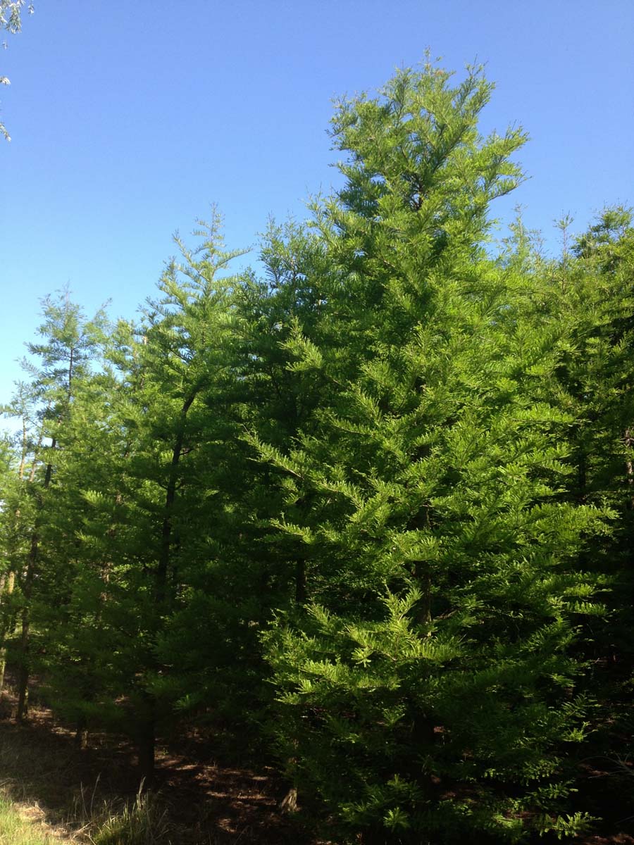 Taxodium distichum meerstammig / struik meerstammig