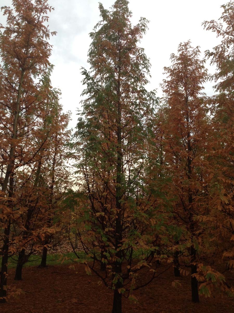 Taxodium distichum meerstammig / struik meerstammig