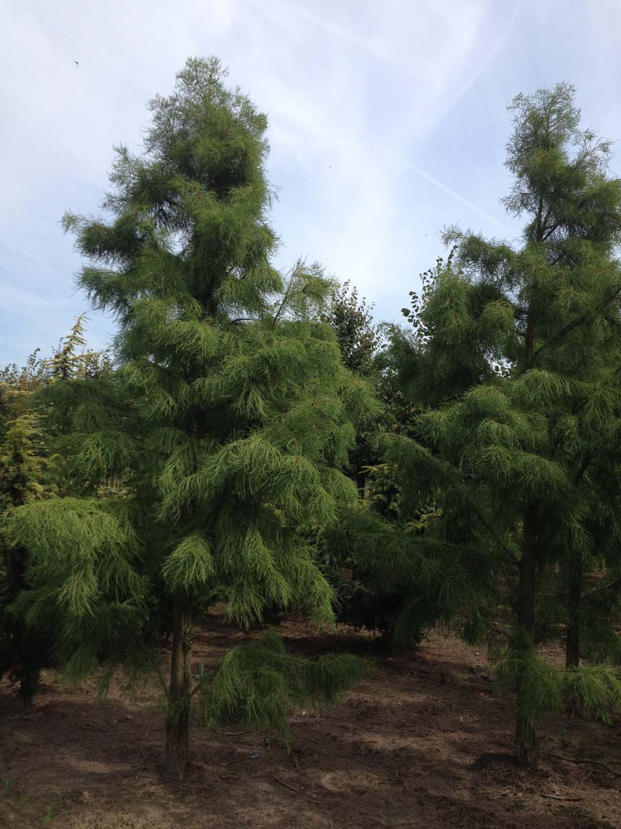 Taxodium distichum 'Nutans' solitair solitair