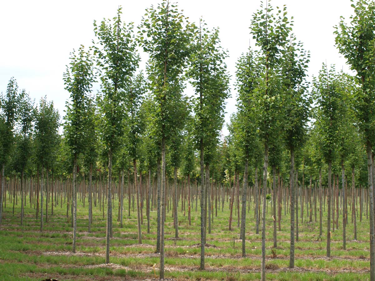 Tilia cordata 'Roelvo' op stam op stam