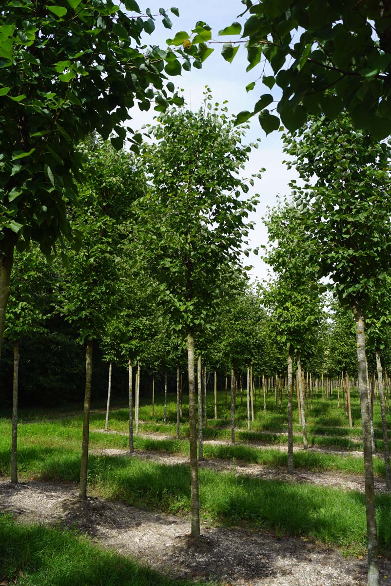 Tilia cordata 'Roelvo' op stam op stam