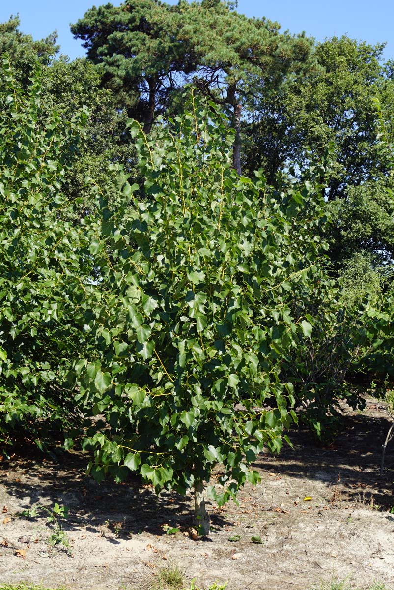 Tilia mongolica 'Buda' meerstammig / struik meerstammig