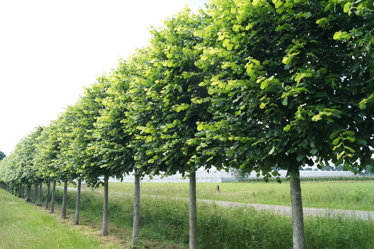 Tilia platyphyllos op stam op stam