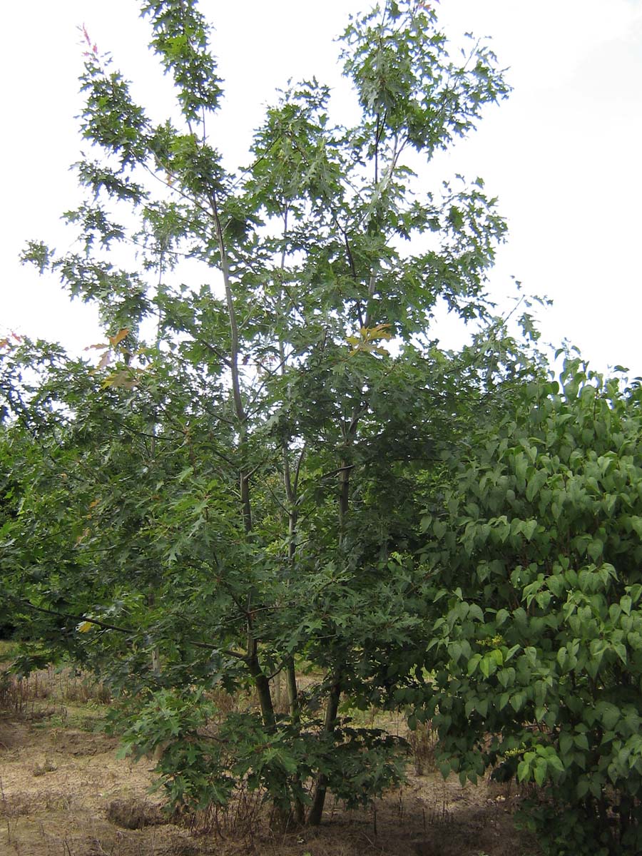 Tilia platyphyllos 'Rubra' meerstammig / struik meerstammig