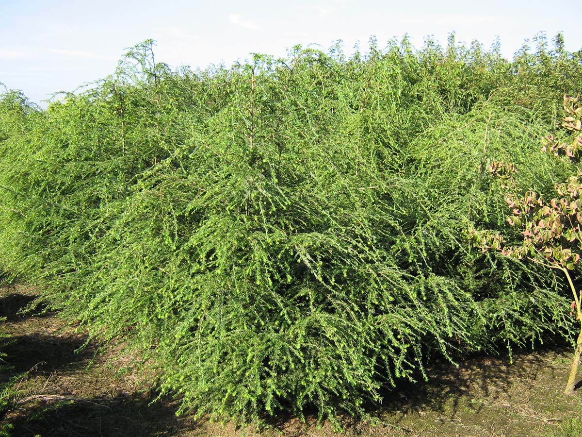 Tsuga canadensis meerstammig / struik
