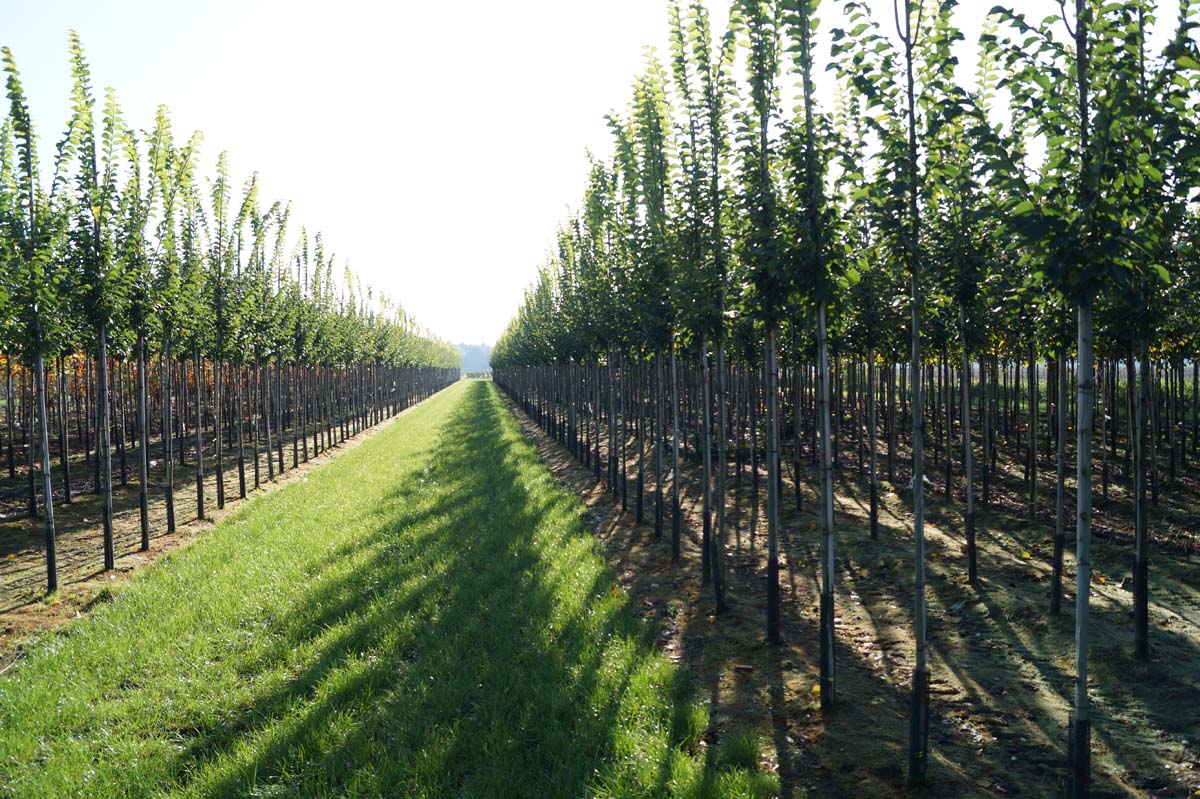 Ulmus 'Lobel' op stam op stam
