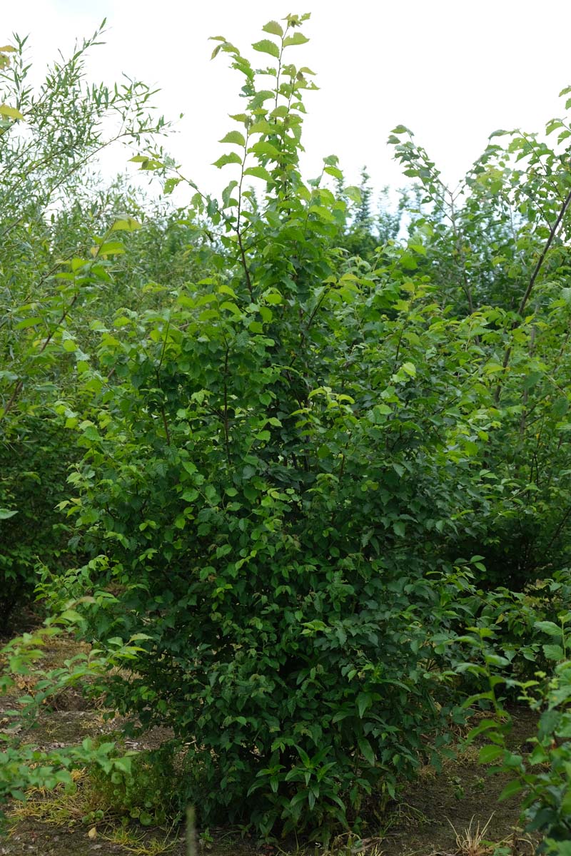 Ulmus glabra meerstammig / struik meerstammig