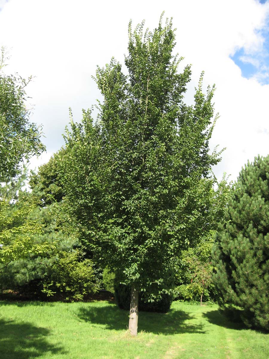 Ulmus 'Plantijn' op stam op stam