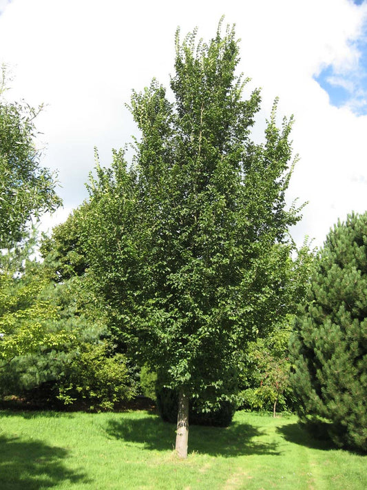 Ulmus 'Plantijn' op stam op stam