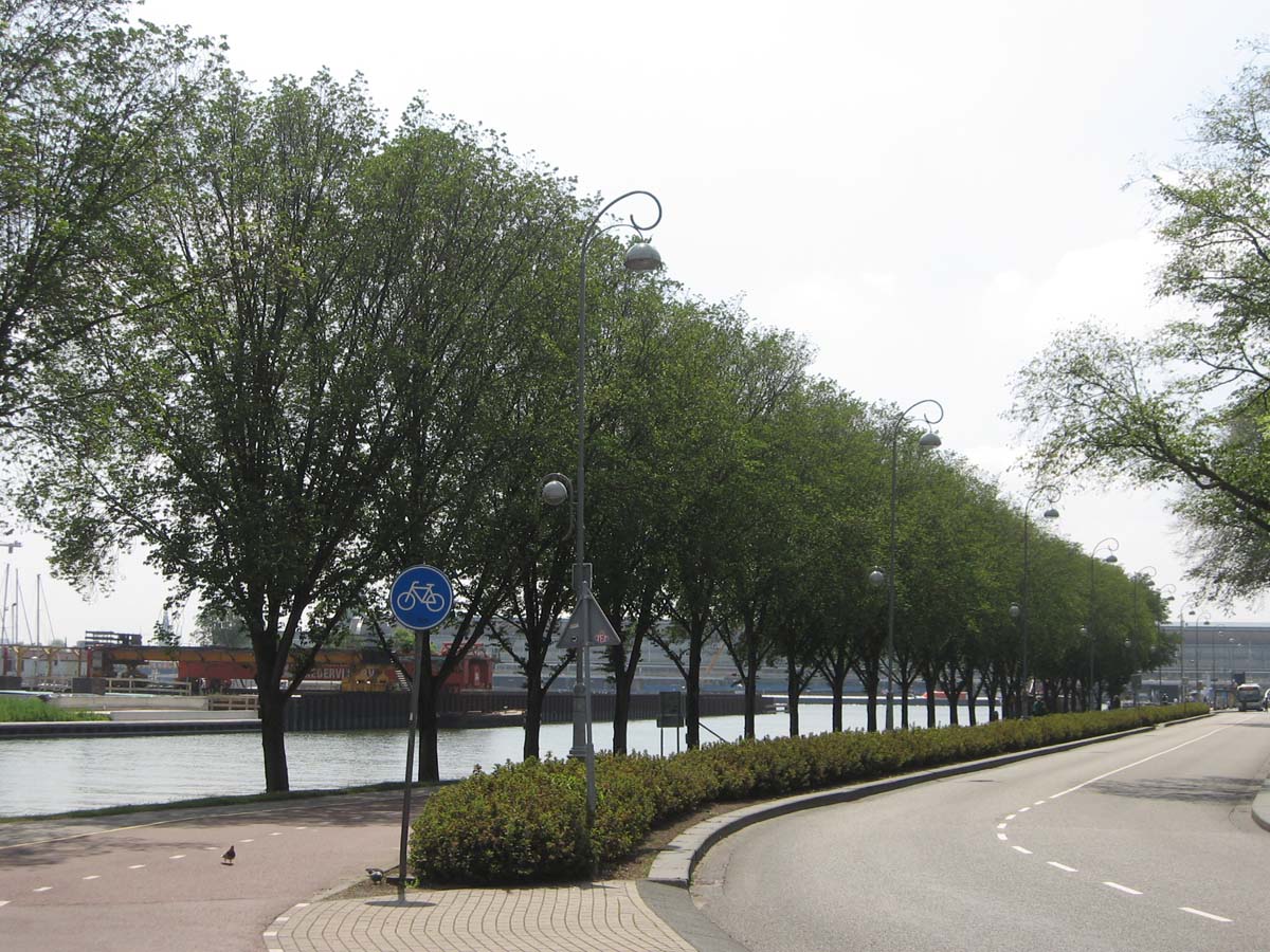 Ulmus 'Plantijn' op stam op stam