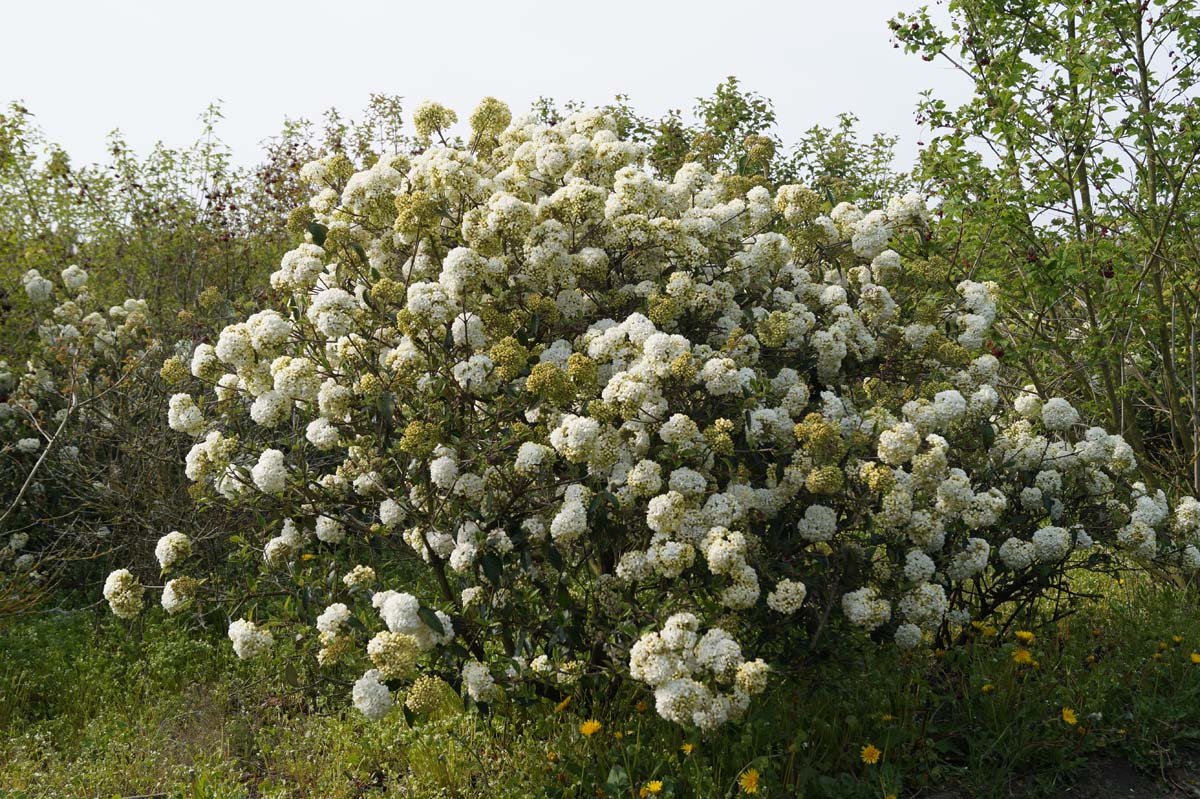 Viburnum 'Eskimo' meerstammig / struik struik