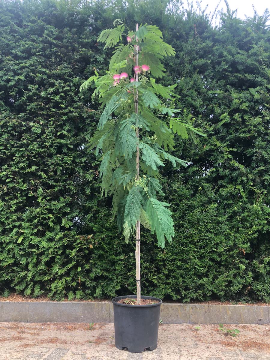 Albizia julibrissin 'Boubri' op stam op stam