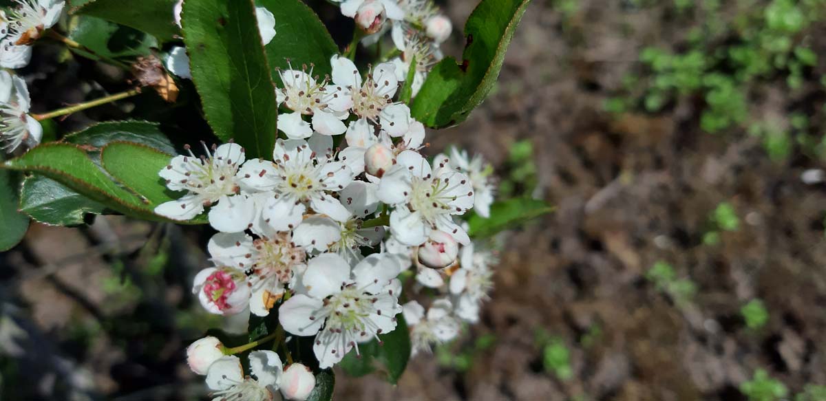 Aronia melanocarpa 'Autumn Magic' Tuinplanten biodiversiteit