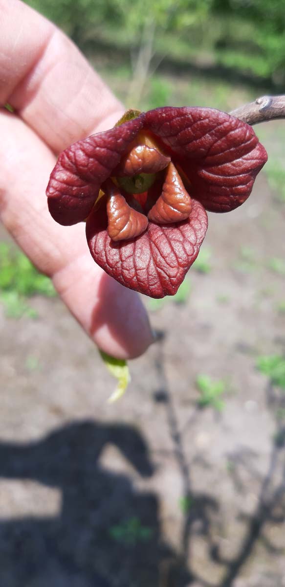 Asimina triloba haagplant bloem