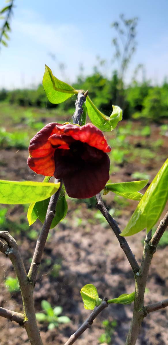 Asimina triloba haagplant bloem